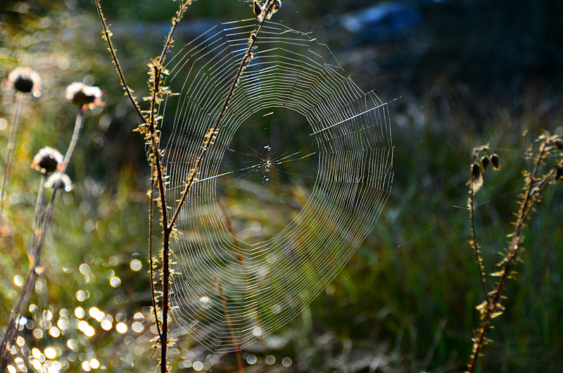 Altweibersommer