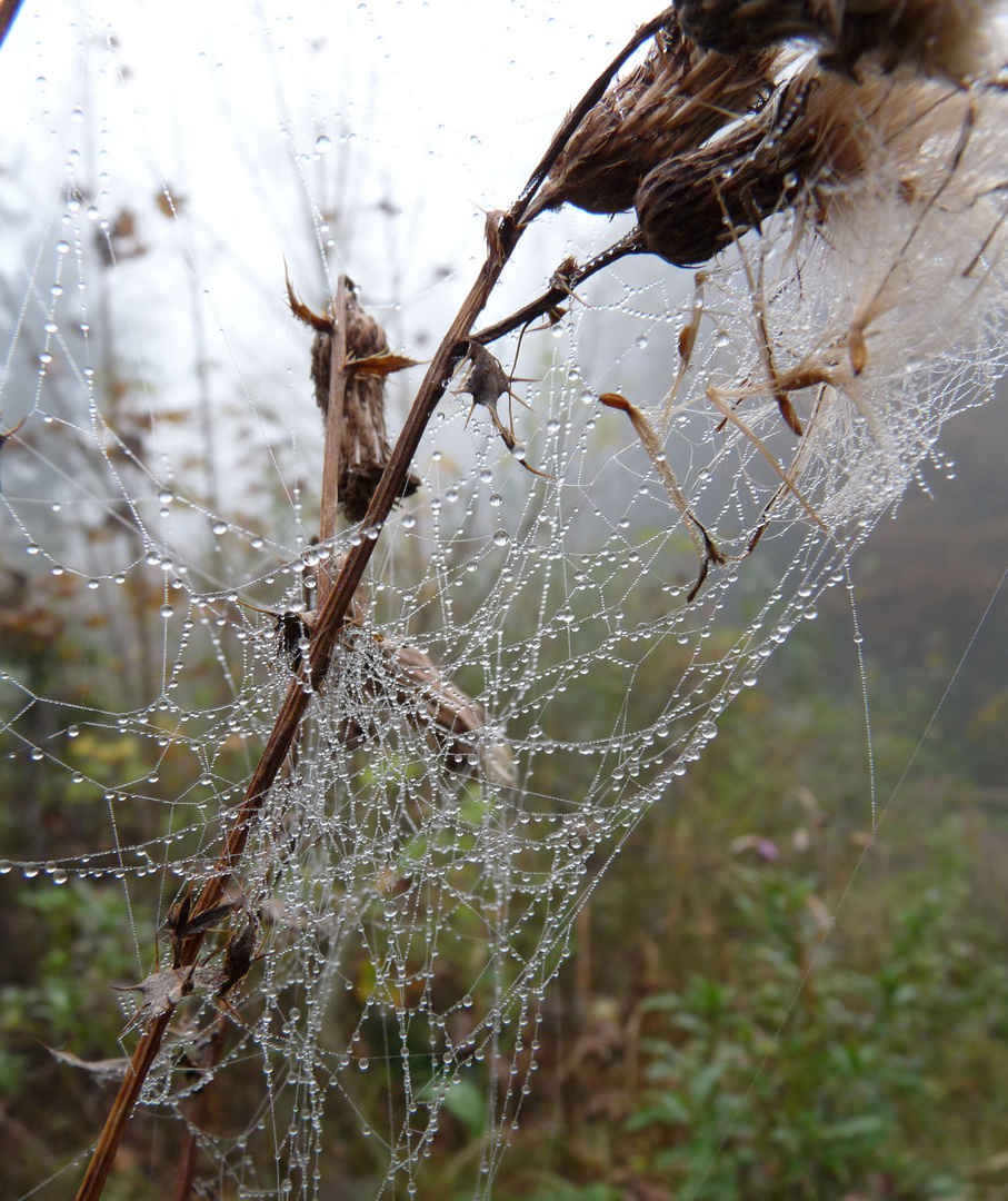 Altweibersommer