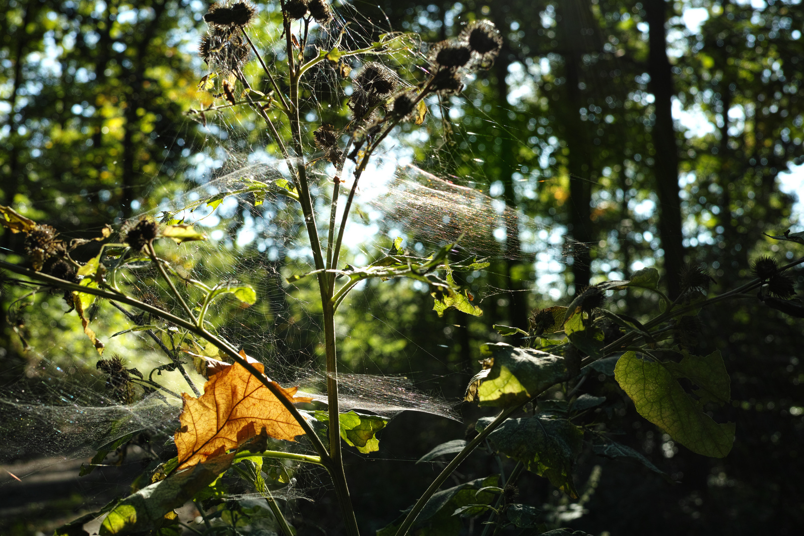 Altweibersommer