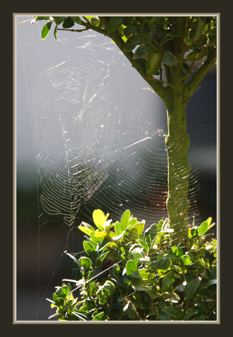 ALTWEIBERSOMMER