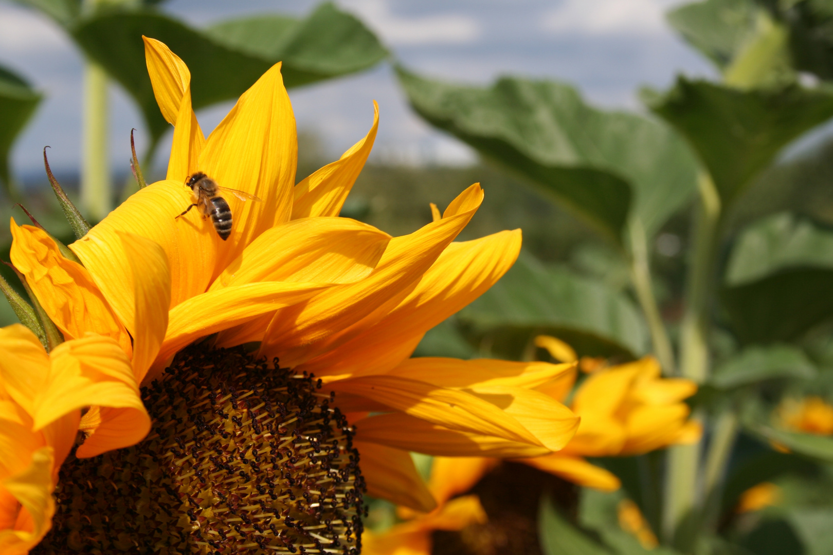 Altweibersommer