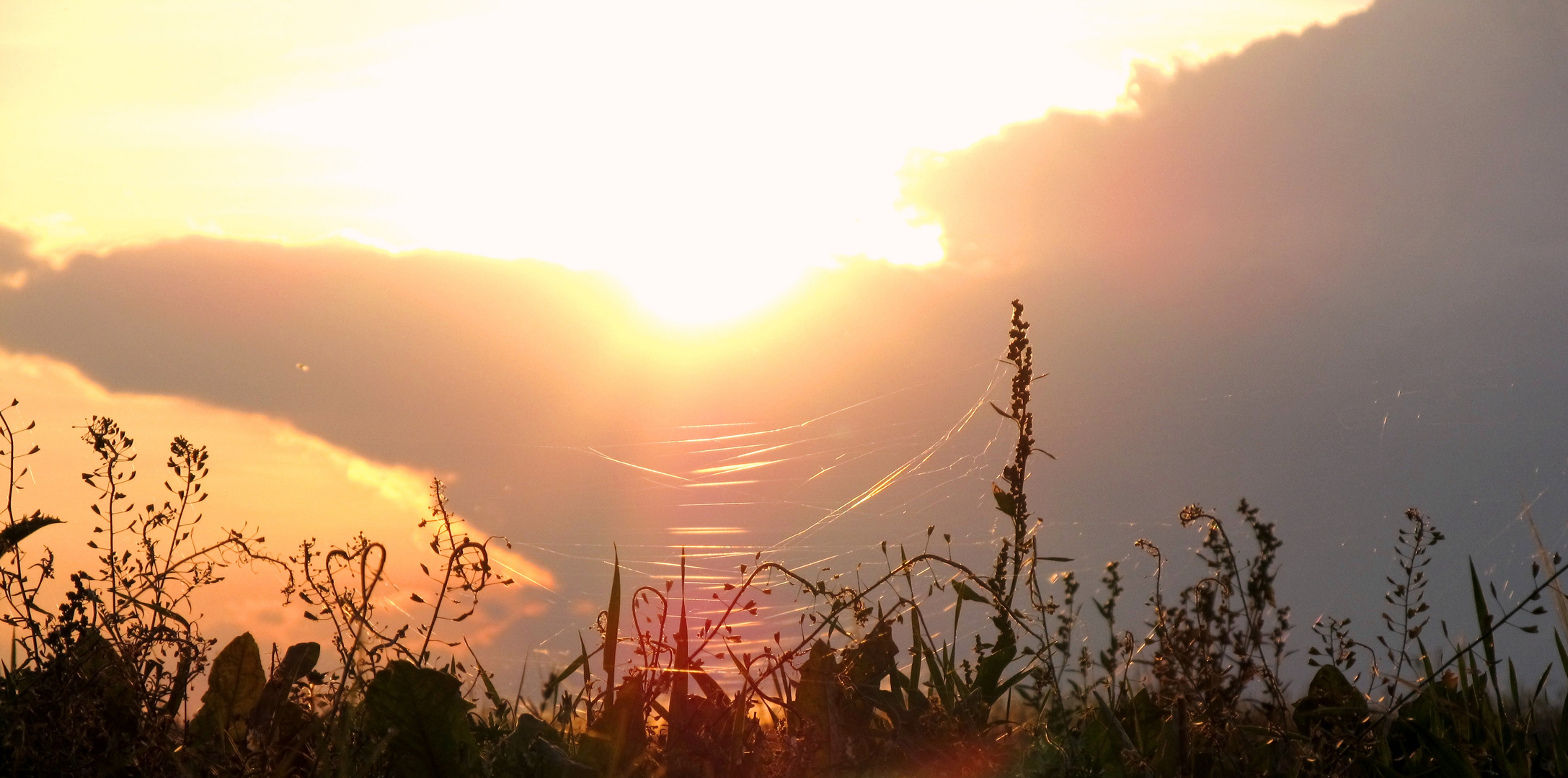 Altweibersommer am Abend