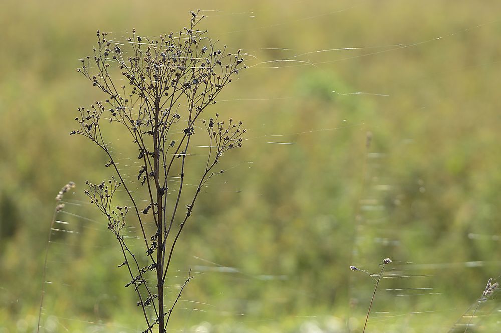 Altweibersommer