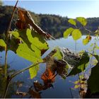 Altweibersommer