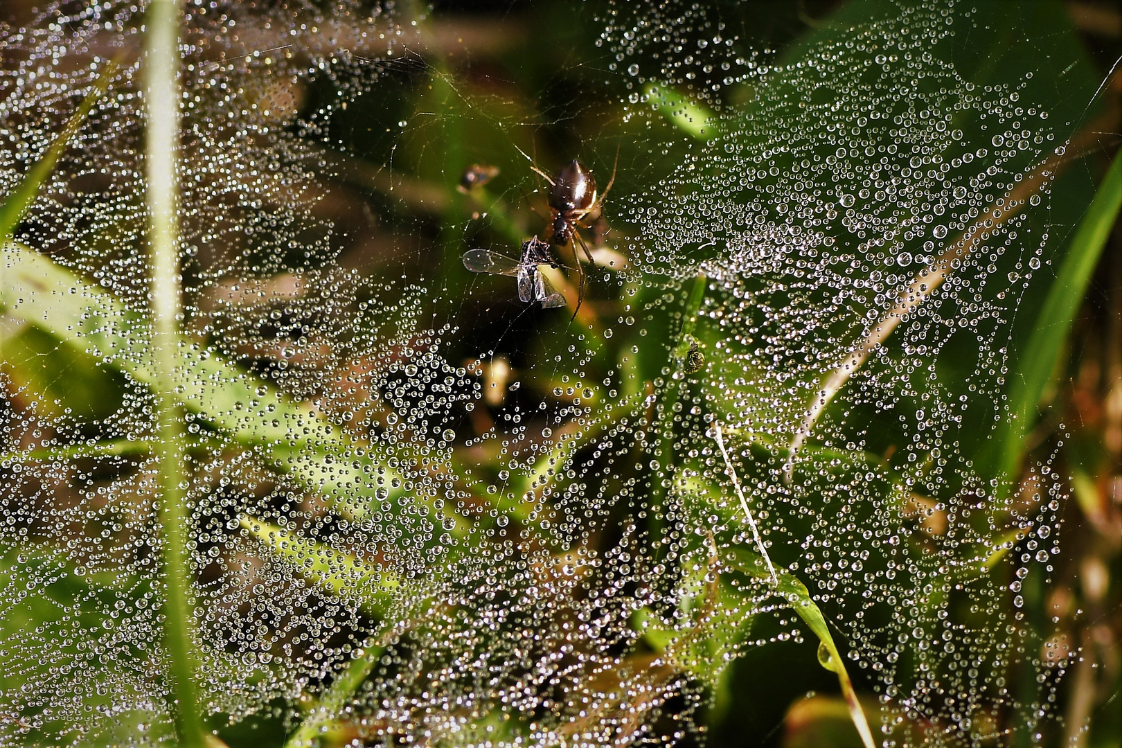 Altweibersommer      -besser im Vollbild-