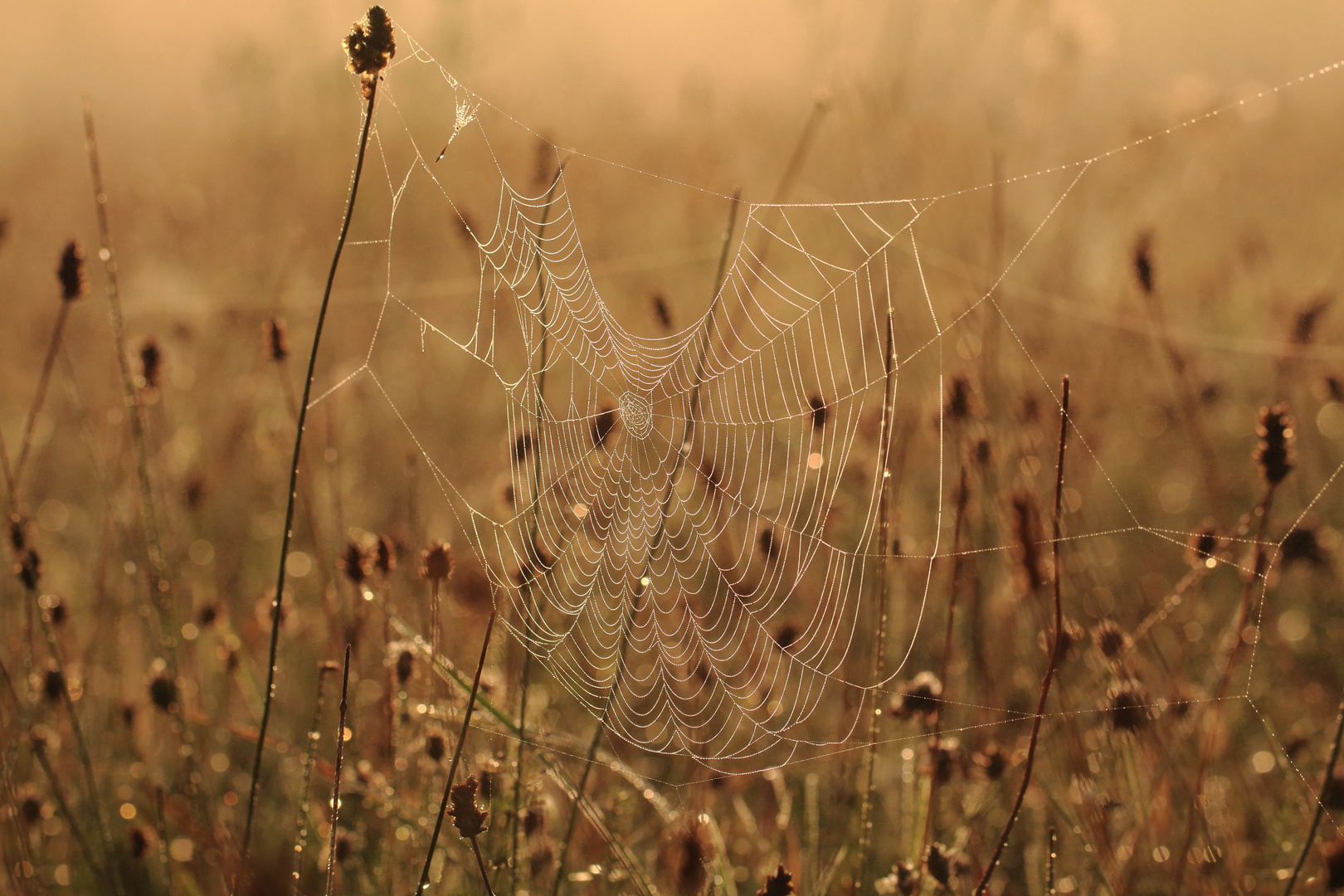 Altweibersommer