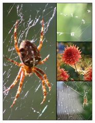 Altweibersommer