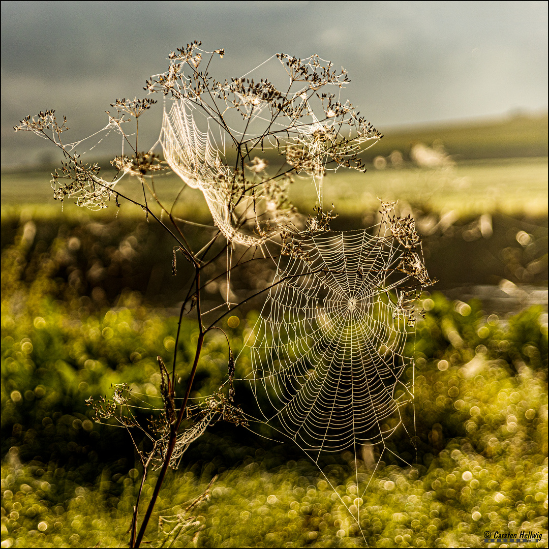 Altweibersommer