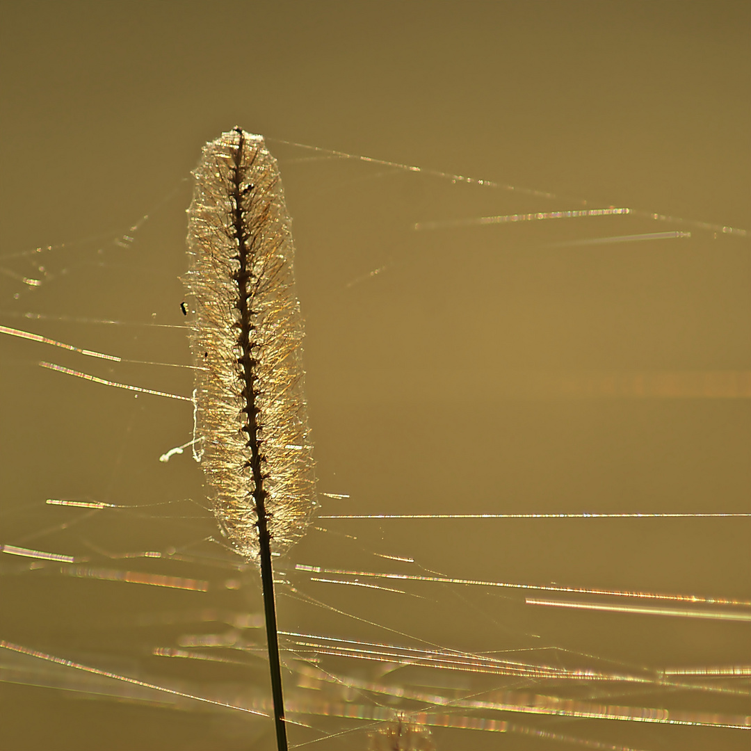 Altweibersommer