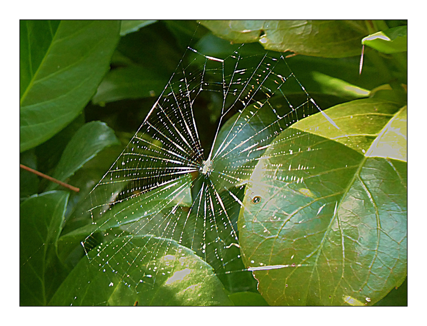 Altweibersommer Details