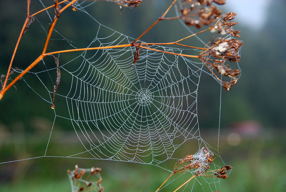 Altweibersommer