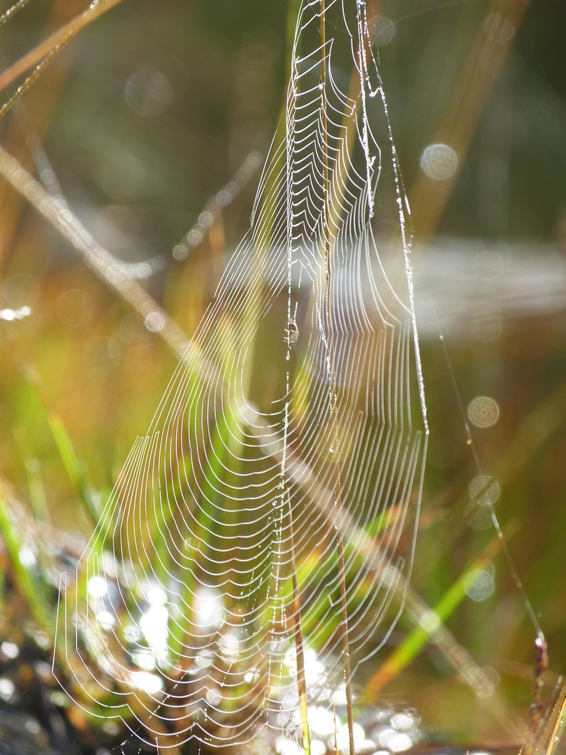 - Altweibersommer -