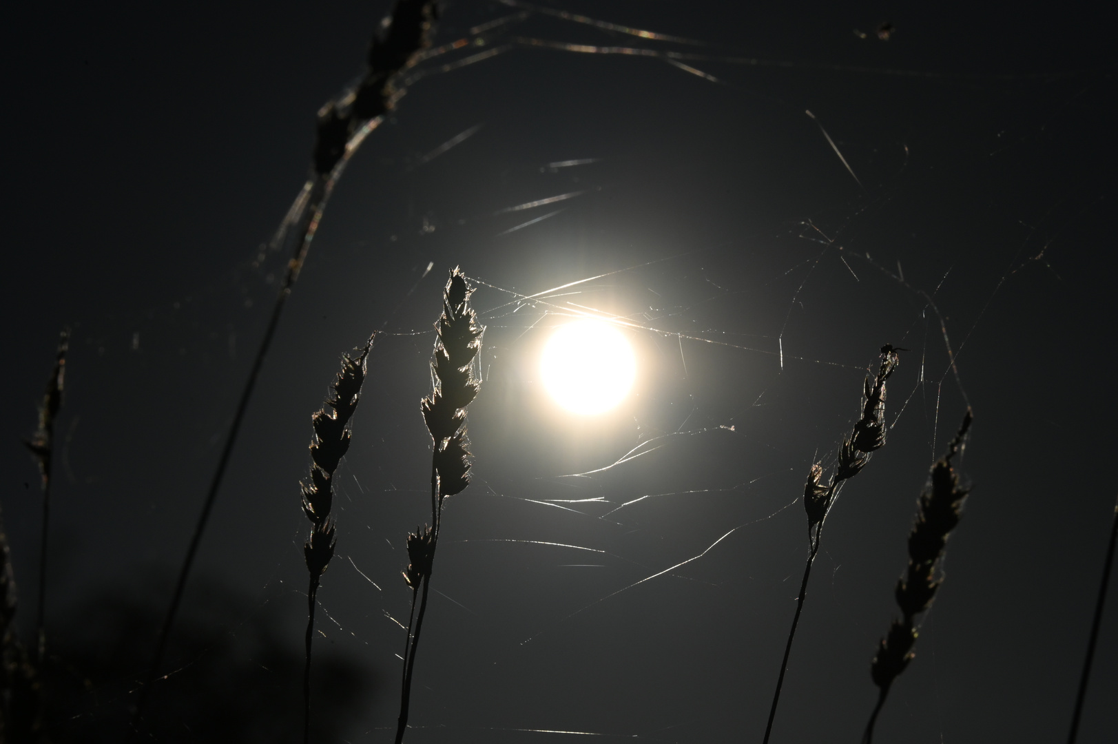 Altweibersommer