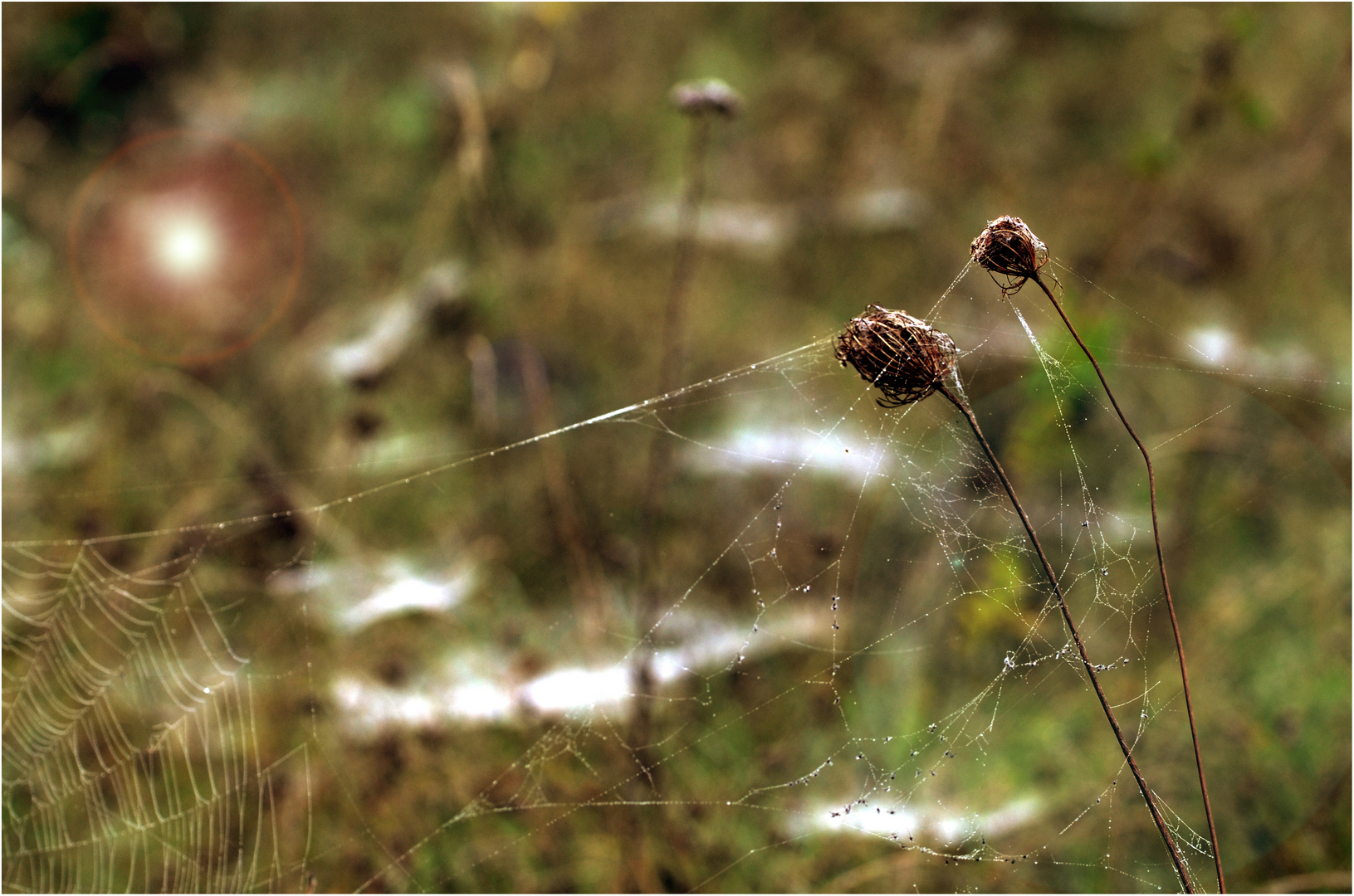 Altweibersommer