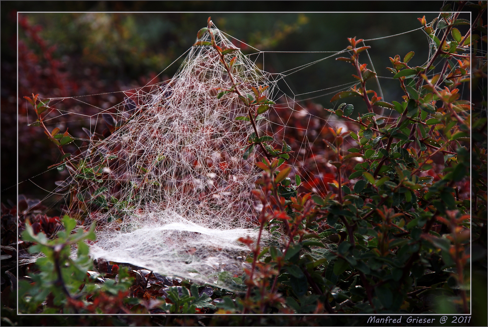 Altweibersommer