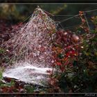 Altweibersommer