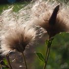 Altweibersommer