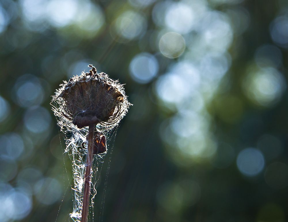 Altweibersommer