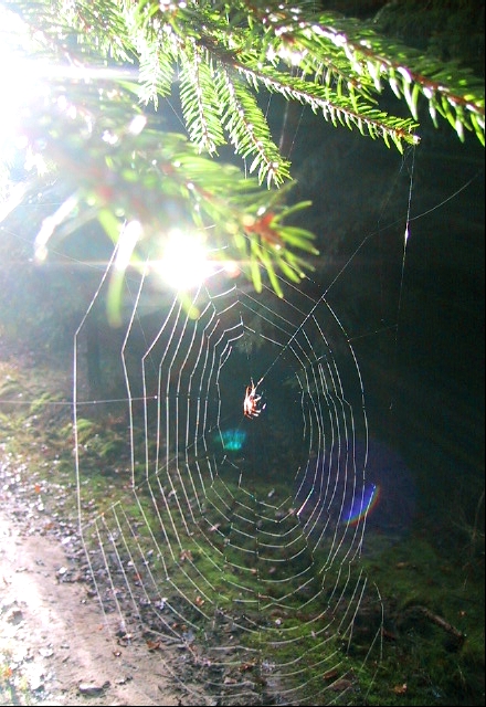 Altweibersommer