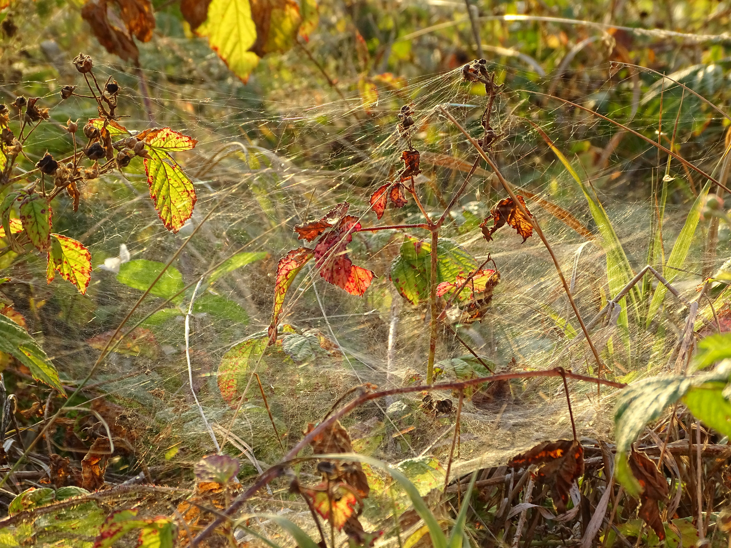 Altweibersommer