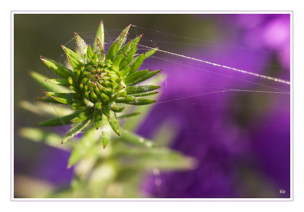 Altweibersommer - Garten 3