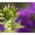 Altweibersommer - Garten 3