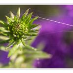 Altweibersommer - Garten 3