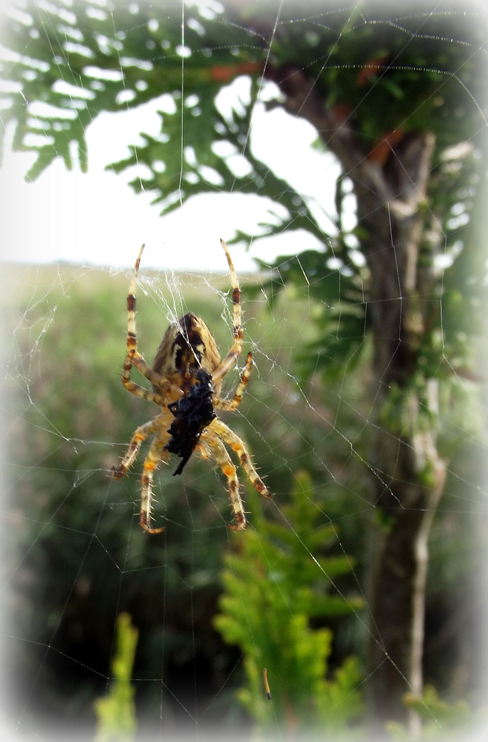 Altweibersommer Hilfe