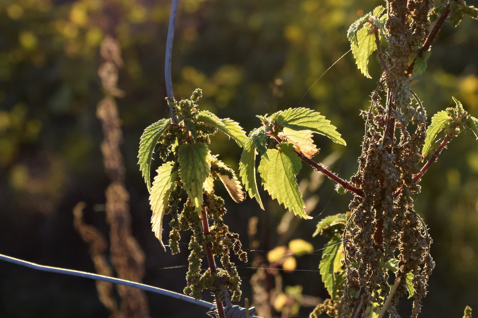 Altweibersommer I