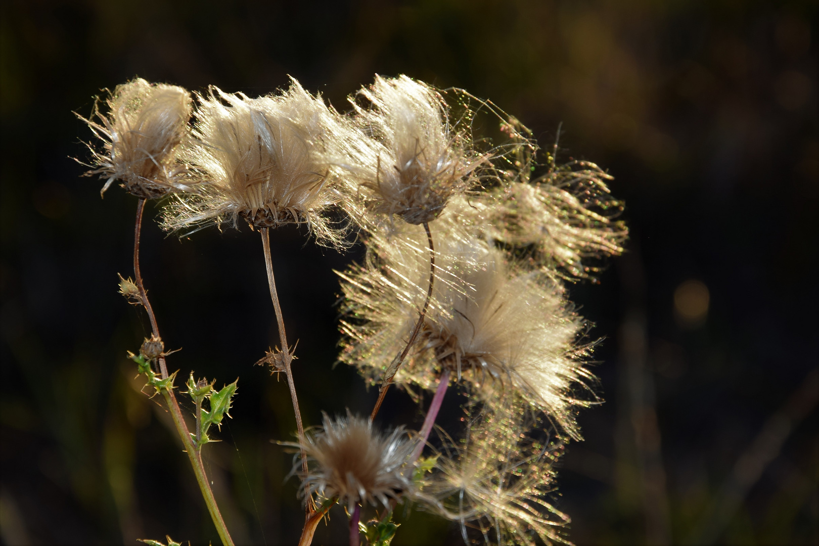 Altweibersommer II