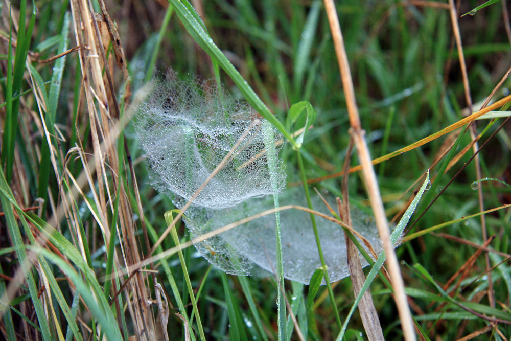 Altweibersommer II