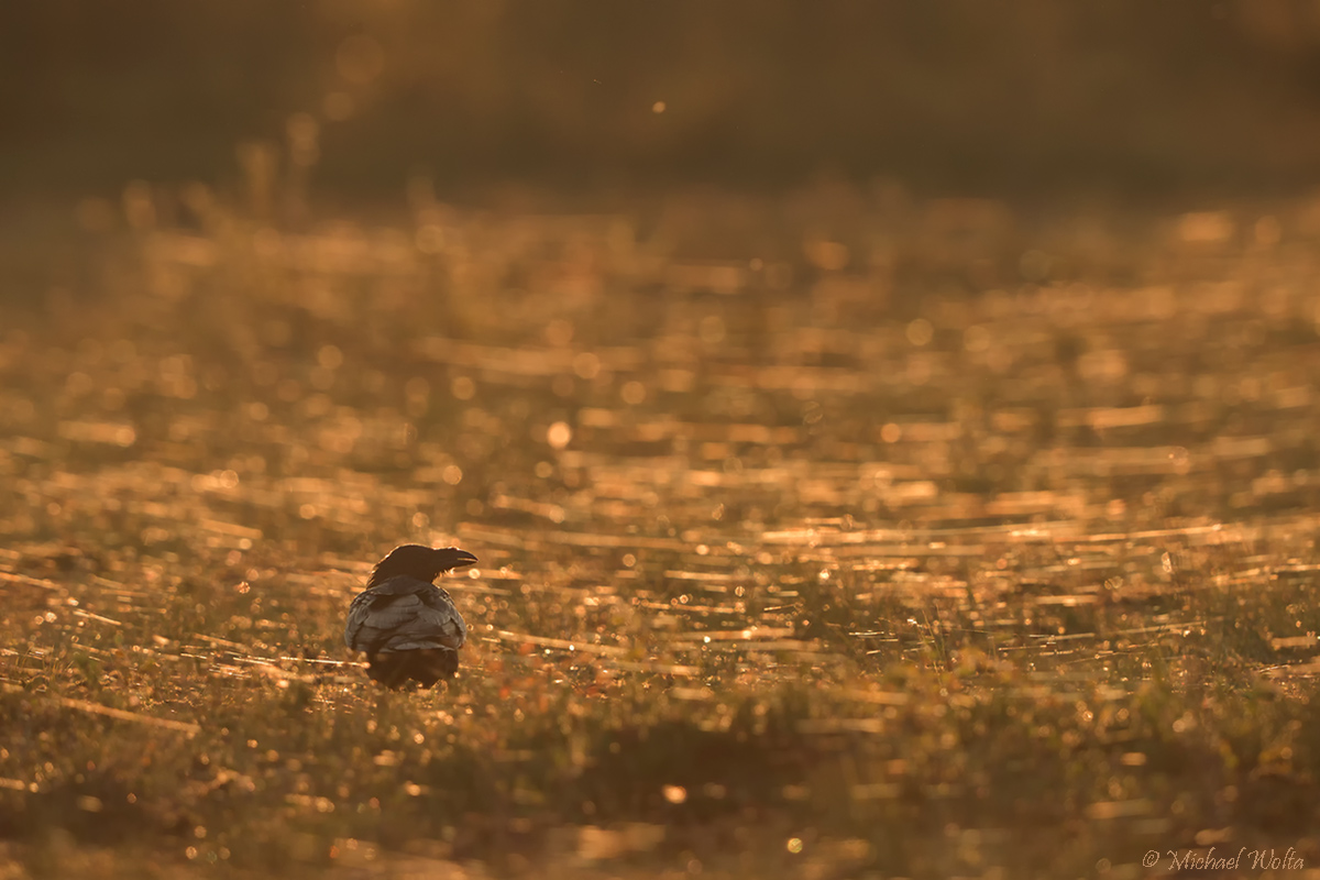 Altweibersommer II