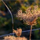 Altweibersommer III