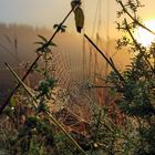 Altweibersommer im Erzgebirge