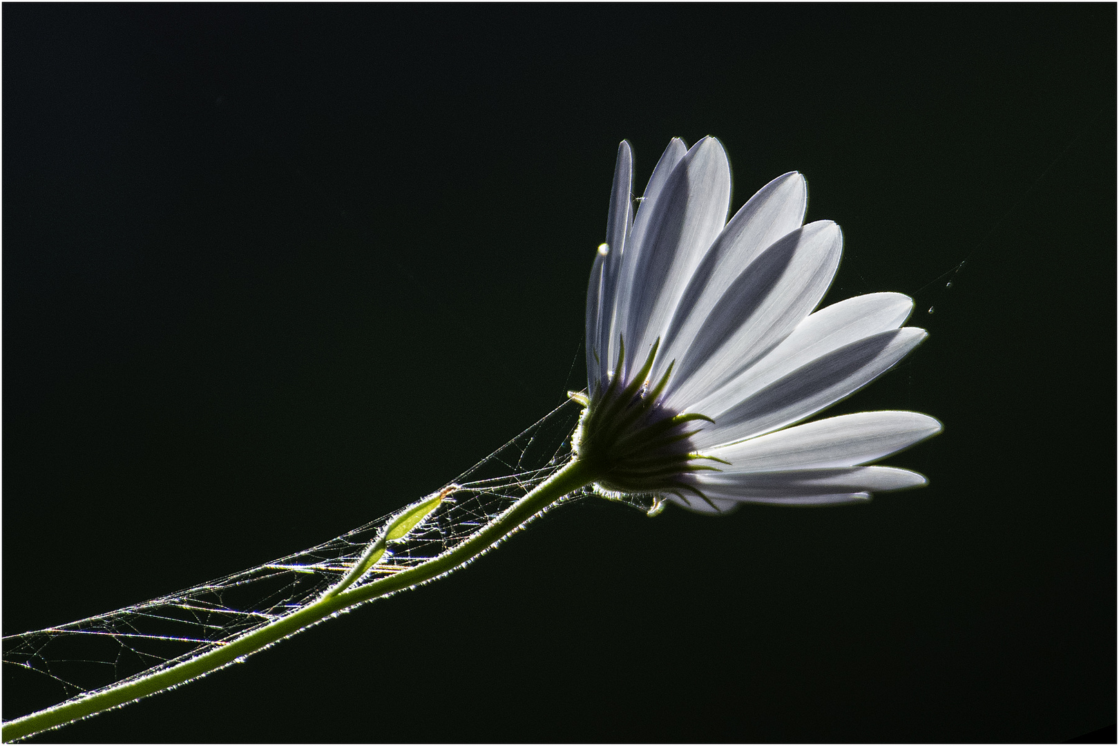 "Altweibersommer" - Im Gegenlicht . . .