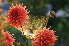 Altweibersommer im Hausgarten