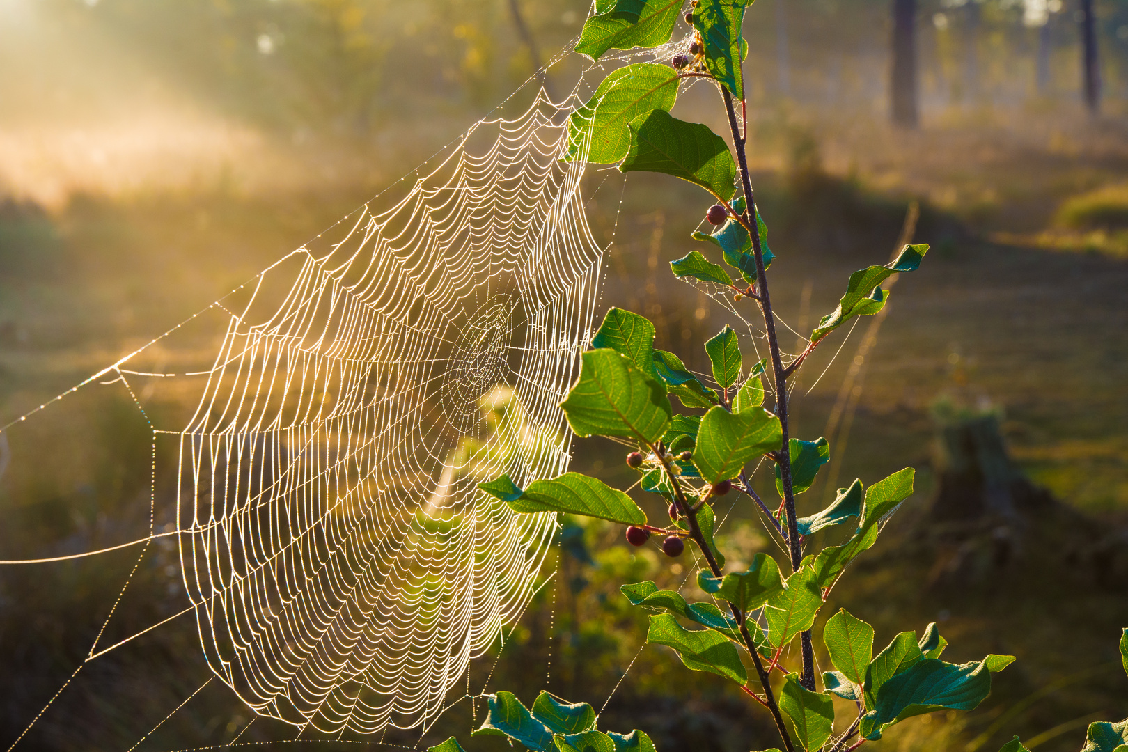 Altweibersommer im Moor