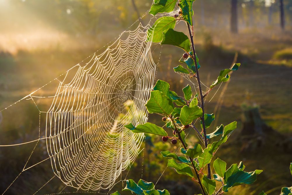 Altweibersommer im Moor