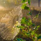 Altweibersommer im Moor