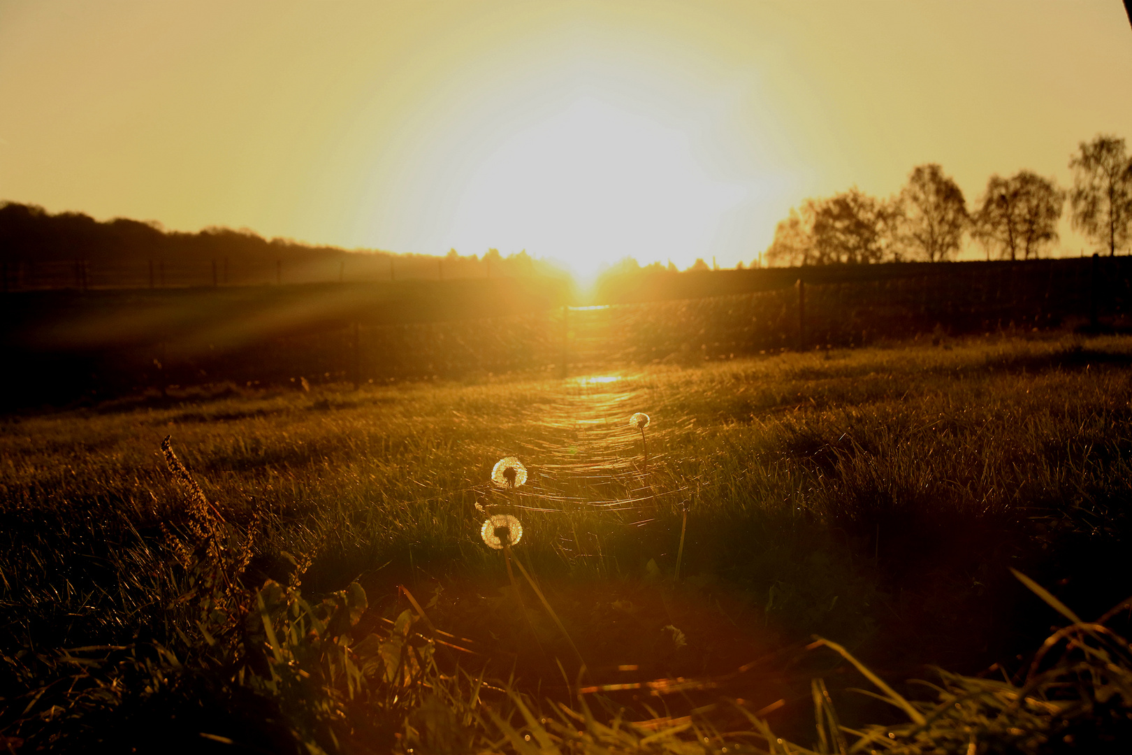 Altweibersommer im November