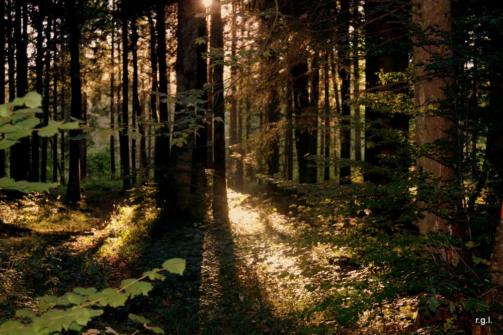 Altweibersommer im Schwarzwald