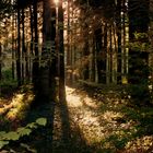 Altweibersommer im Schwarzwald