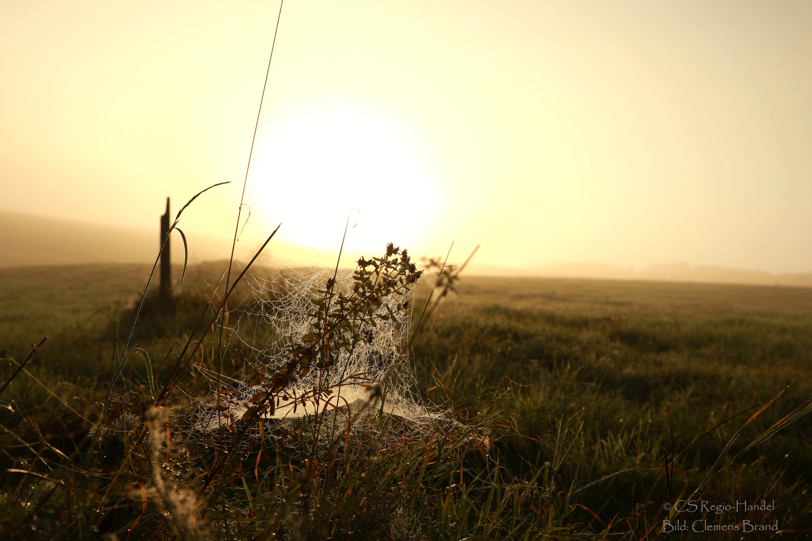 Altweibersommer im September