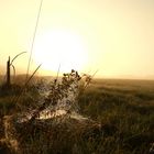 Altweibersommer im September