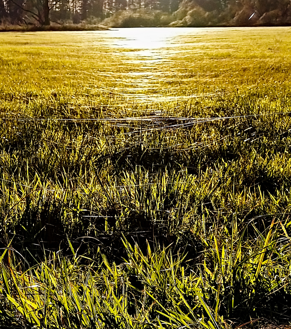 Altweibersommer im Spreewald nähe Hirschmoor