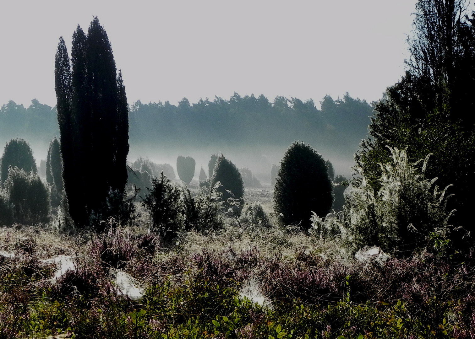 Altweibersommer in der Heide