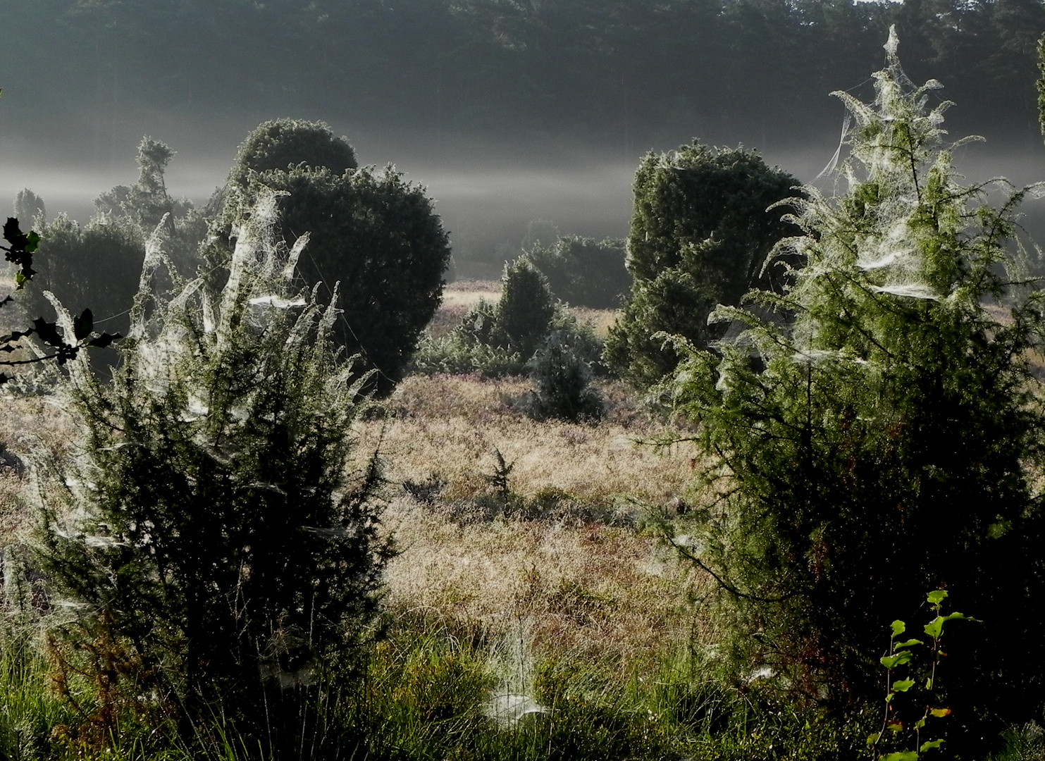 Altweibersommer in der Heide