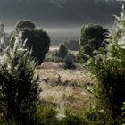 Altweibersommer in der Heide