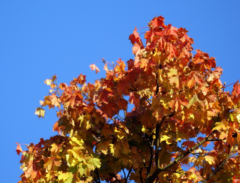 Altweibersommer, Indian Summer...