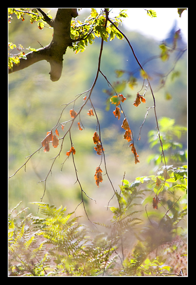 Altweibersommer oder schon Herbst?